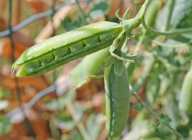 Peas