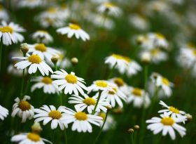 Chamomile