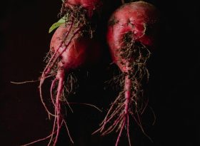 Beets