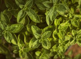 Marjoram