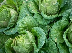 Cabbage