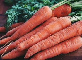 Carrot