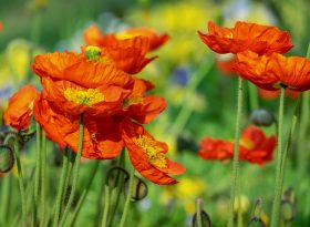 Poppy