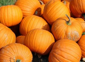 Pumpkin