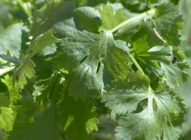 Cilantro