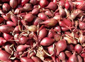 Shallots