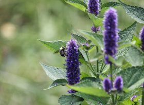 Hyssop