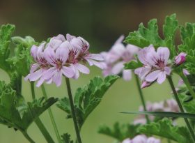 Scented Geraniums