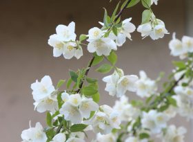 Jasmine
