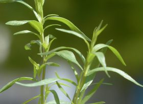 Tarragon