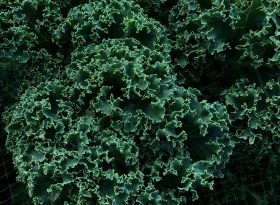 Kale