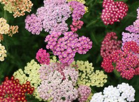 Yarrow