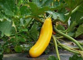 Squash