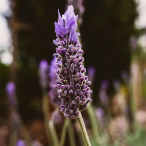 Lavender, French Fringed