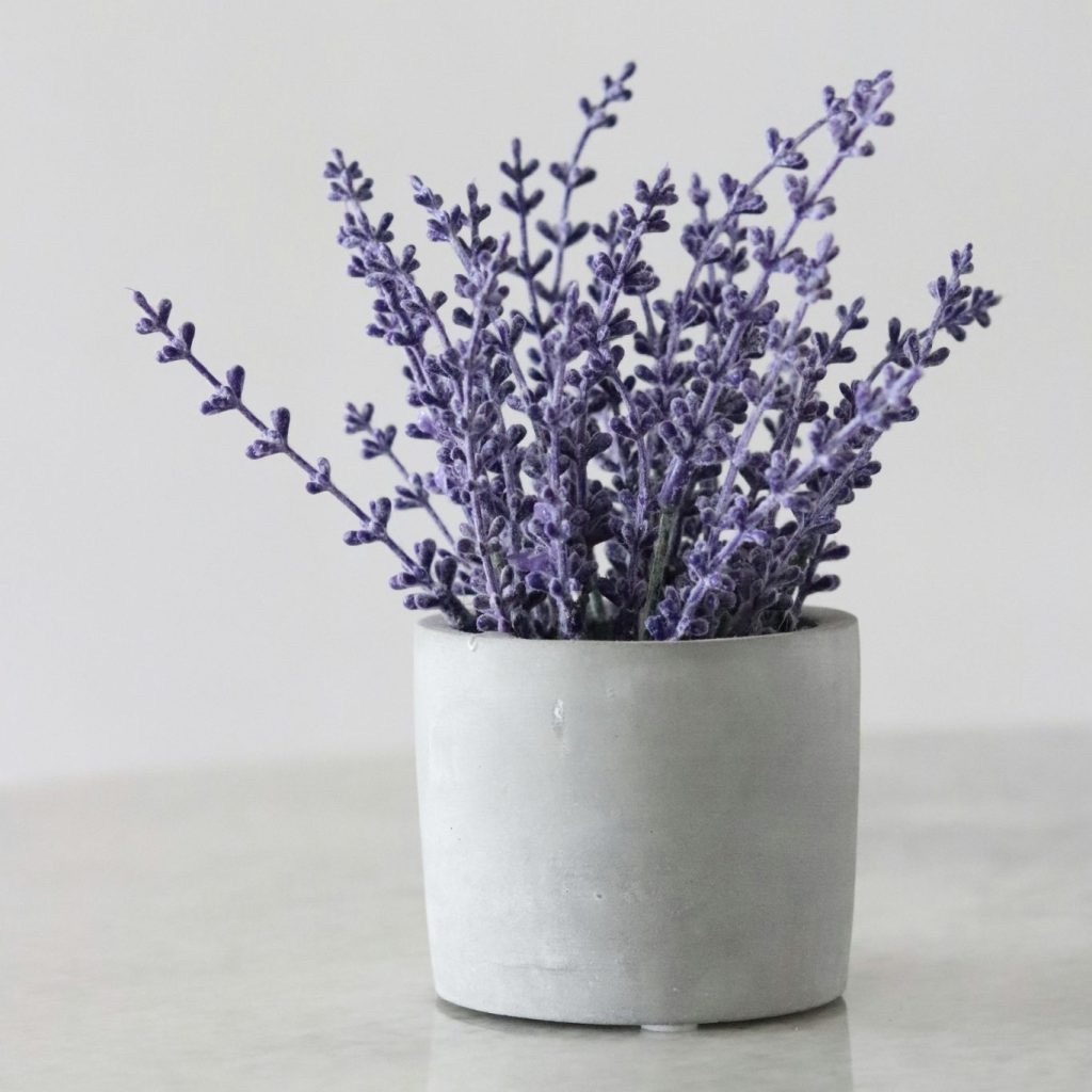 Lavender Sampler
