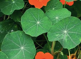Nasturtium